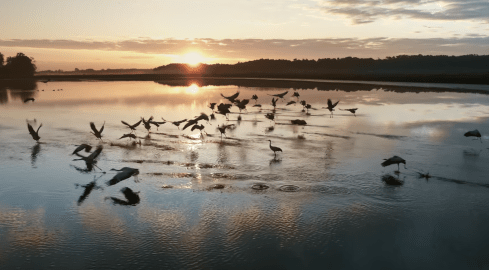 Dolina Noteci autostradą dla ptaków - grafika