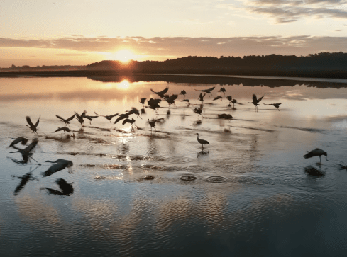 Dolina Noteci autostradą dla ptaków - grafika