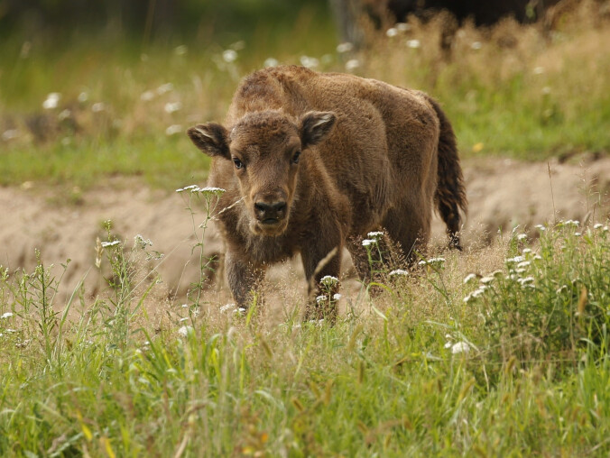 Pomożecie wybrać imię dla tej żubrzyczki? - grafika
