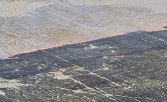 Spaliło się 31 hektarów