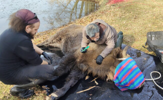 Żubr utknął na zamarzniętym jeziorze [AKTUALIZACJA]