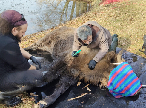 Szczęśliwy finał akcji ratowania żubra - grafika