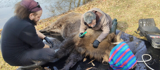 Przejdź do artykułu na Asta24.
