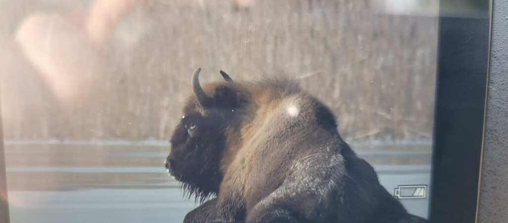 Żubr utknął na zamarzniętym jeziorze