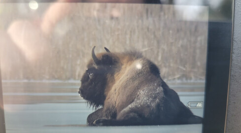 Żubr utknął na zamarzniętym jeziorze [AKTUALIZACJA] - grafika