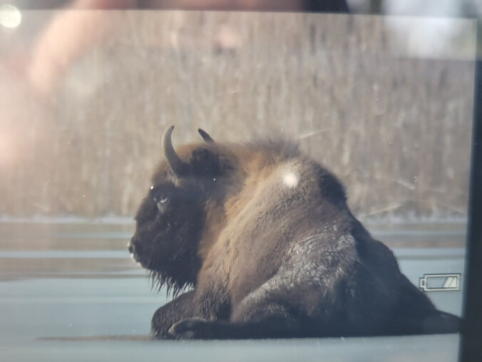 Żubr utknął na zamarzniętym jeziorze [AKTUALIZACJA] - grafika