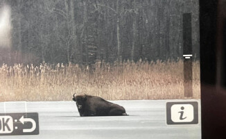 Żubr utknął na zamarzniętym jeziorze