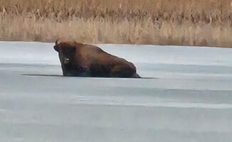 Żubr utknął na zamarzniętym jeziorze
