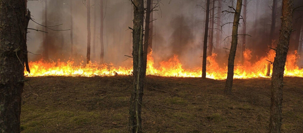 Kilkadziesiąt zastępów walczy z pożarem lasu