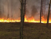 Kilkadziesiąt zastępów walczy z pożarem lasu - grafika