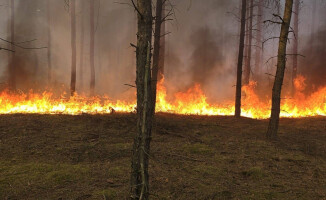 Kilkadziesiąt zastępów walczy z pożarem lasu