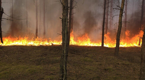 Kilkadziesiąt zastępów walczy z pożarem lasu - grafika