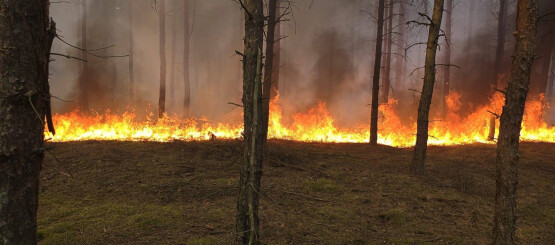 Przejdź do artykułu na Asta24.