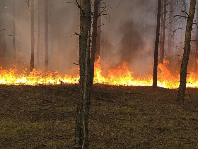 Kilkadziesiąt zastępów walczy z pożarem lasu - grafika