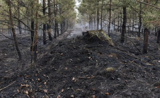 Pali się 10 hektarów lasu [AKTUALIZACJA]