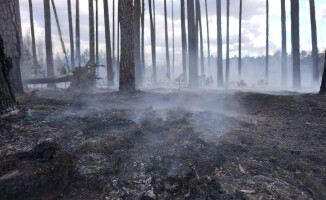 Pali się 10 hektarów lasu [AKTUALIZACJA]