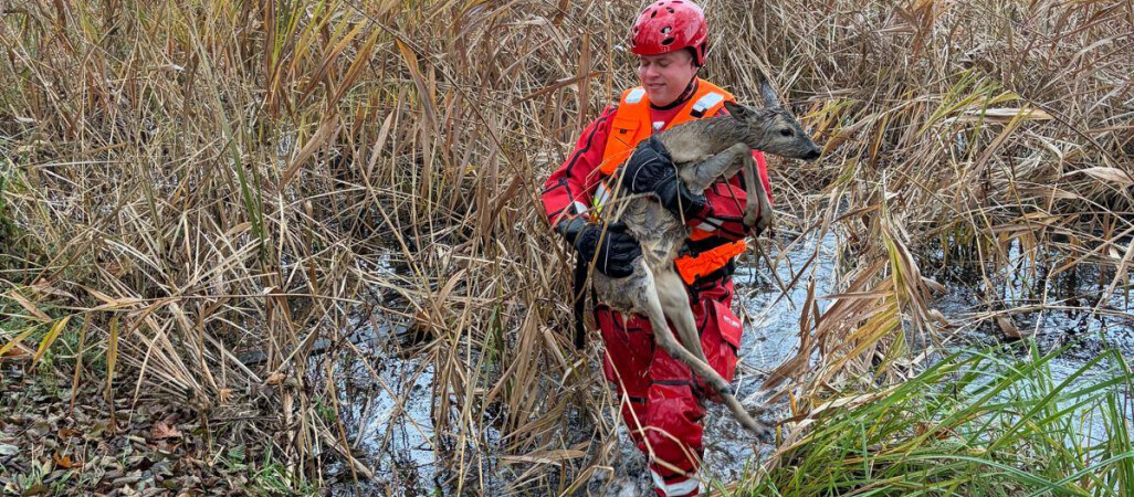 Strażacy uratowali jelonka