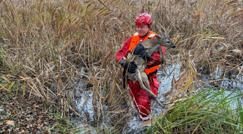 Strażacy uratowali jelonka - grafika
