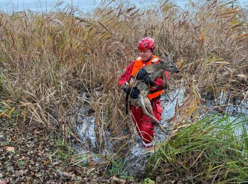 Strażacy uratowali młodą sarnę - grafika