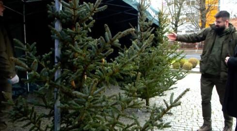 Choinka za krew - grafika