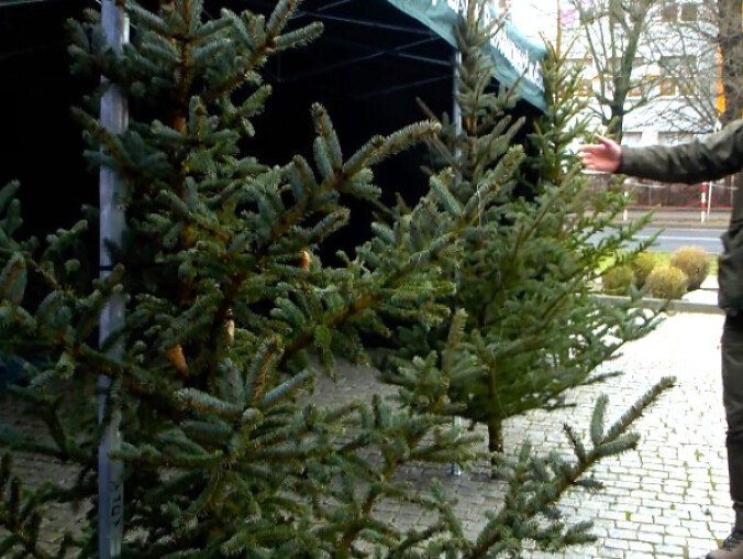 Choinka za krew - grafika