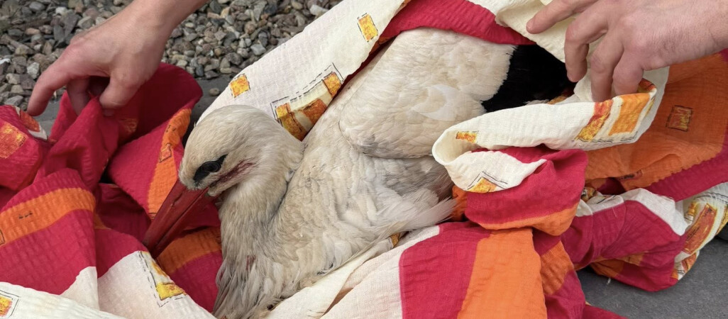 Bociany walczyły o swoje gniazdo