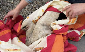 Bociany walczyły o swoje gniazdo