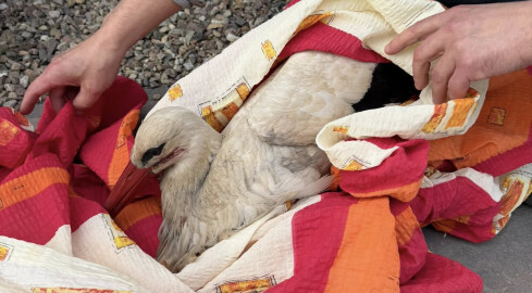 Bociany walczyły o swoje gniazdo - grafika