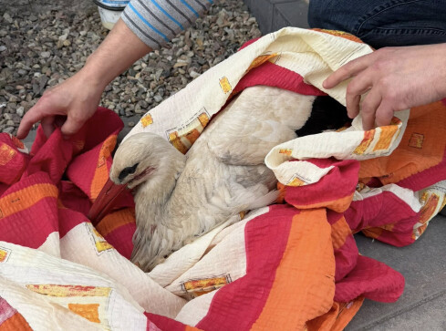 Bociany walczyły o swoje gniazdo - grafika