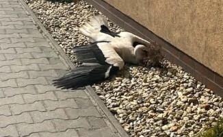 Bociany walczyły o swoje gniazdo