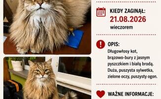Zaginął kot Bondo