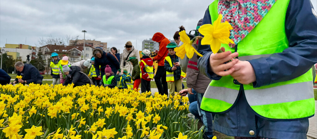 Żonkile dla pilskiego hospicjum