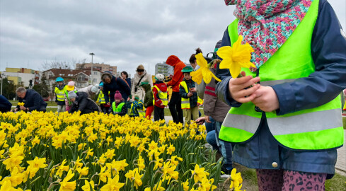 Żonkile dla pilskiego hospicjum - grafika