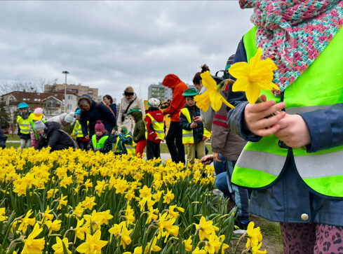 Żonkile dla pilskiego hospicjum - grafika