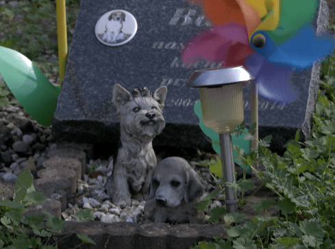 Chodzieżanie chcą cmentarza dla zwierząt - grafika