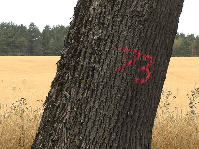 Niemal sto drzew pod topór?  - grafika