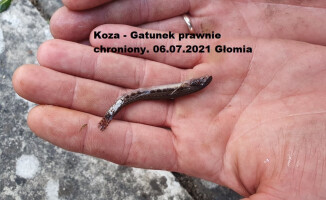 Głomia już nie przypomina rzeki. Ekolodzy mówią o katastrofie 