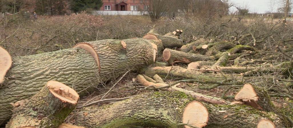 Ksiądz wyciął stare dęby. Nie miał pozwolenia 