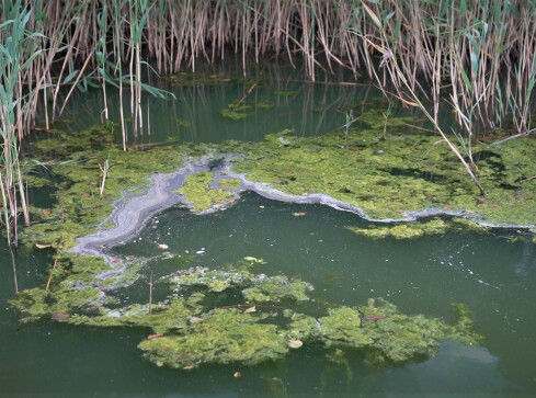 Sinice w jeziorach. Są niebezpieczne dla zdrowia  - grafika