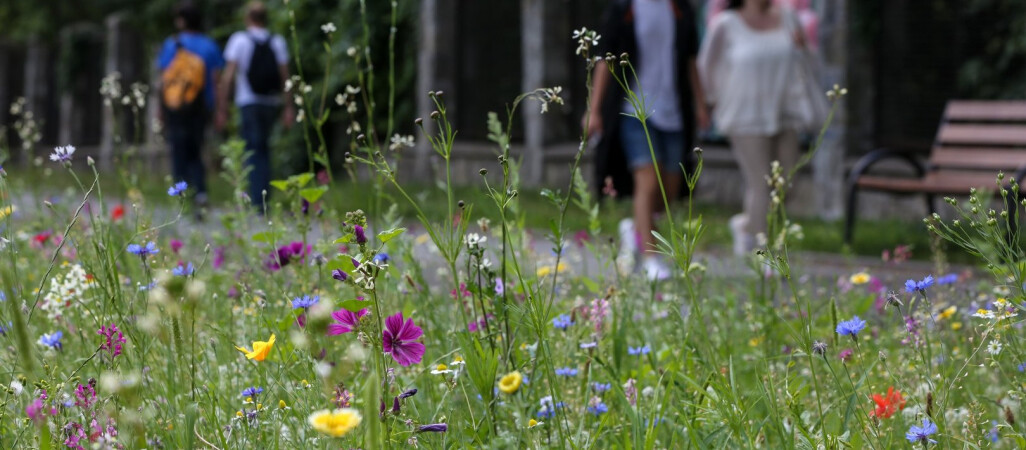 Nie będzie łąk kwietnych w Pile?