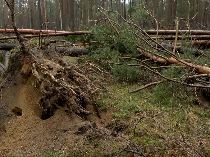 Leśnicy apelują: nie wchodźcie do lasu  - grafika