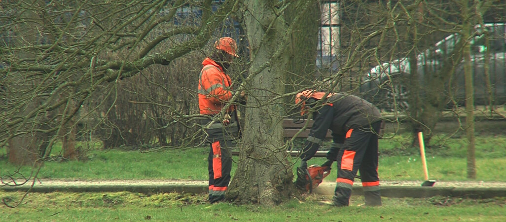 Pod topór pójdzie aż 56 drzew w Parku Miejskim