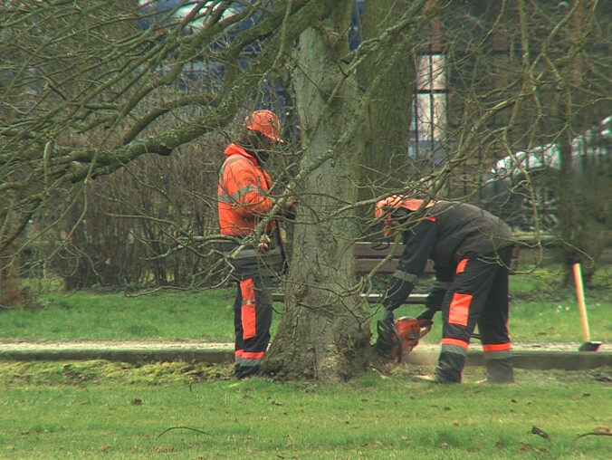 Pod topór pójdzie aż 56 drzew w Parku Miejskim  - grafika