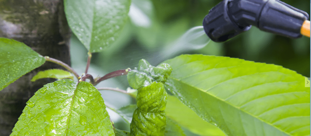 PE w obronie owadów zapylających