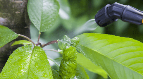 PE w obronie owadów zapylających - grafika