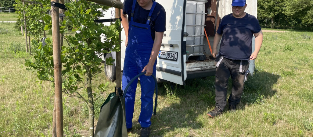 Ponad 400 worków z deszczówką nawadnia drzewa w Pile