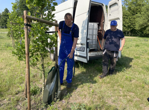 Ponad 400 worków z deszczówką nawadnia drzewa w Pile  - grafika