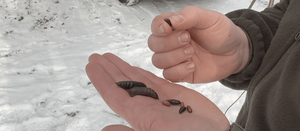 Leśnicy zbierają... owady