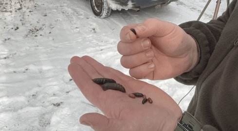 Leśnicy zbierają... owady - grafika