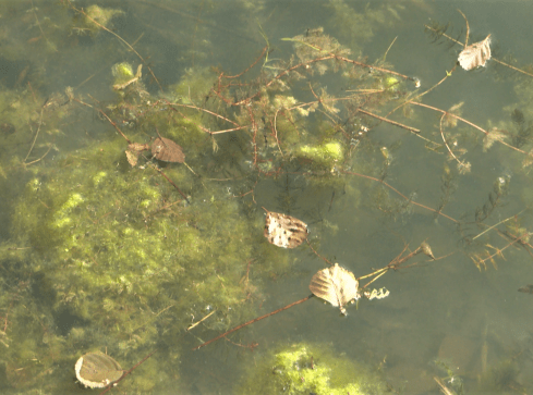 Sinice w Wapieńskim to naturalna katastrofa  - grafika